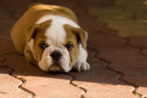 Small,Bulldog,Pup