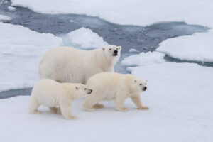 Polar,Bear,Family,Is,Walking,On,The,Ice